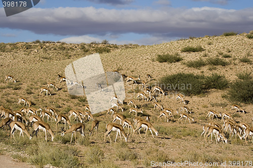 Image of Sringbok herd
