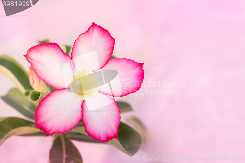 Image of Desert Rose or Impala Lily