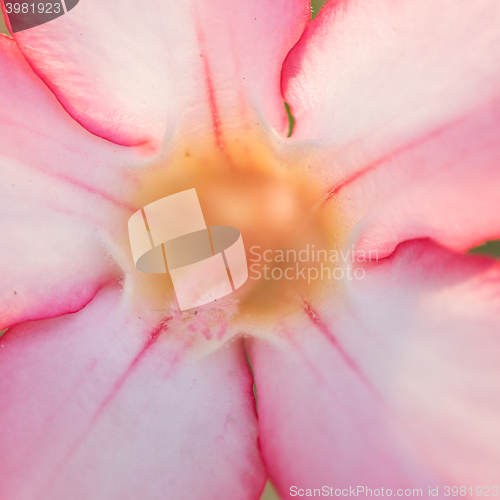Image of Desert Rose or Impala Lily