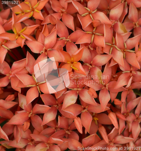 Image of Ixora Flower
