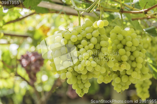 Image of Bunch of white grapes