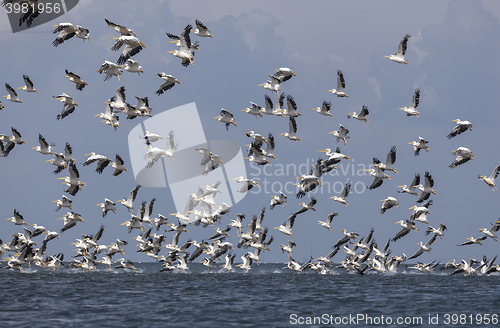 Image of migration of pelicans