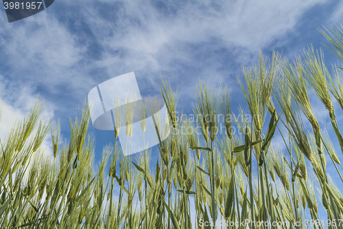 Image of maturing wheat closeup