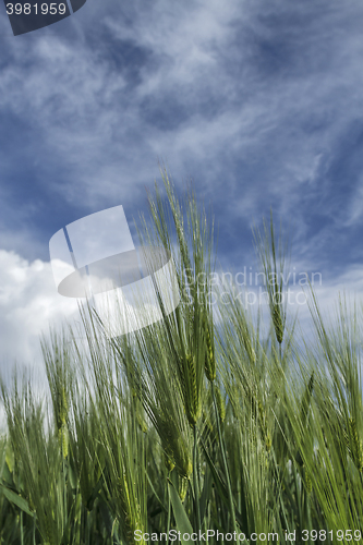 Image of ripening wheat against the sky