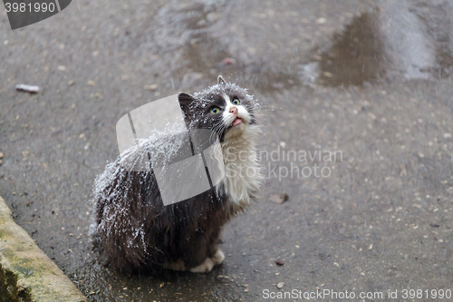 Image of Homeless cat on street