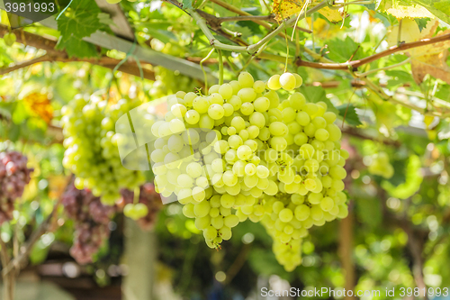 Image of Bunch of white grapes