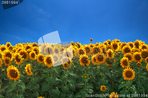 Image of field of sunflowers