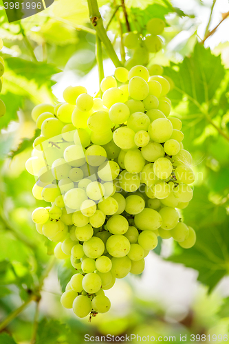 Image of Bunch of white grapes