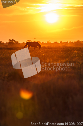 Image of Pasture at sunset