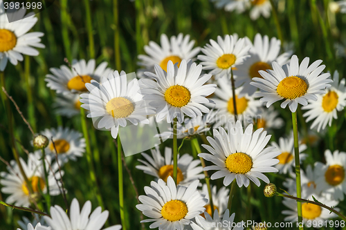 Image of field daisy closeup