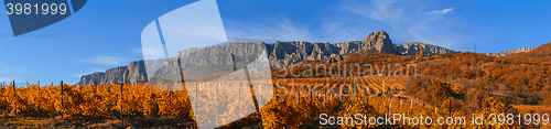 Image of Vineyard on a background of mountains and sky