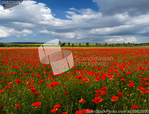 Image of poppy field against the sky