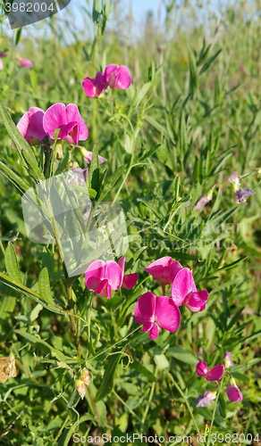 Image of Sweet peas flower growing wild