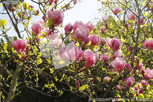 Image of Magnolia with beautiful pink flowers 