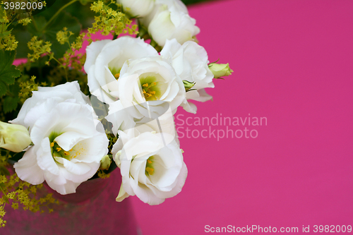 Image of White prairie gentian against a pink background 