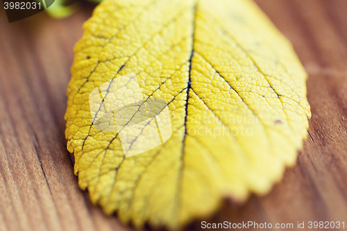 Image of close up of yellow autumn leaf on wooden table