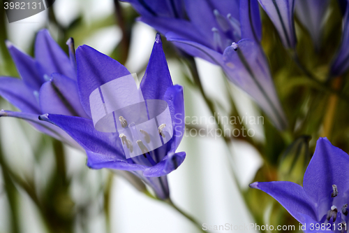 Image of Blue brodiaea flower 