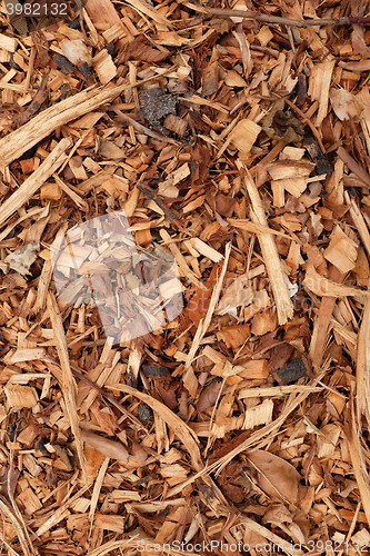Image of Bark, leaves and wood chippings background