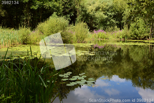 Image of Lily pond surrounded by lush plants