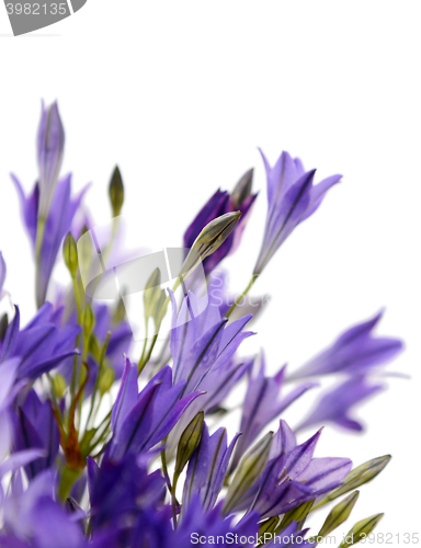 Image of Abstract macro of blue cluster-lily flowers