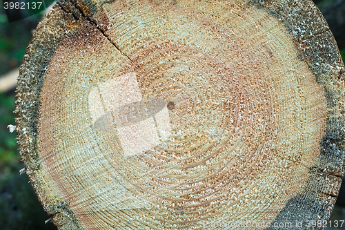 Image of Cross section of tree stump