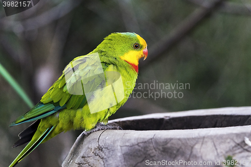 Image of Superb parrot (side face)