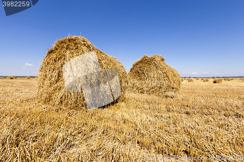 Image of haystacks straw lying in the agricultural field after harvesting cereal