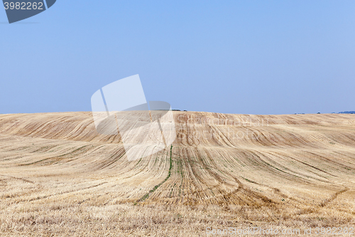 Image of Field after harvest  