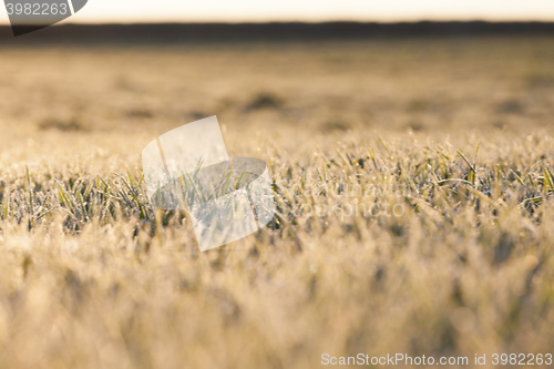 Image of frost on the wheat  