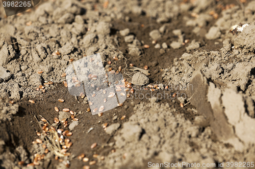 Image of lying on the ground grain 