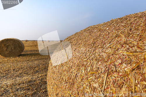 Image of stack of straw in the field  