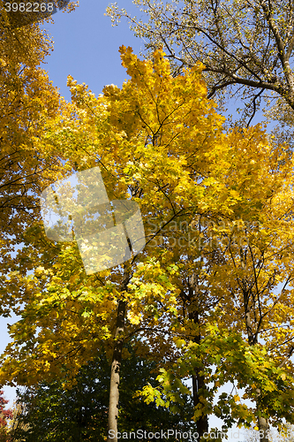 Image of yellow foliage ,  Close-up.