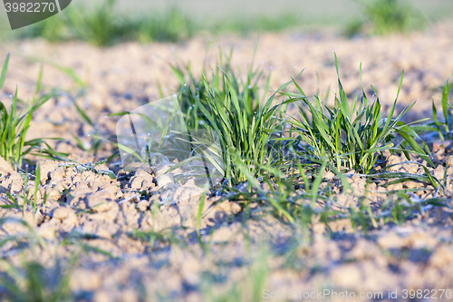 Image of green wheat, close-up  