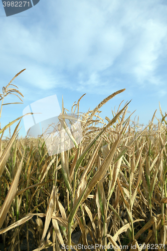 Image of Green immature corn 