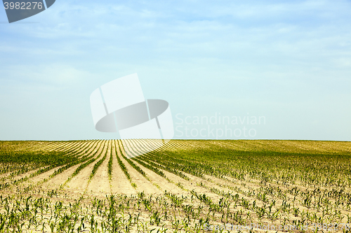 Image of Corn field, summer  