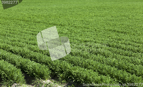 Image of Field with carrot  