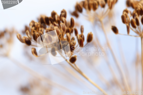 Image of brown fennel stalk  