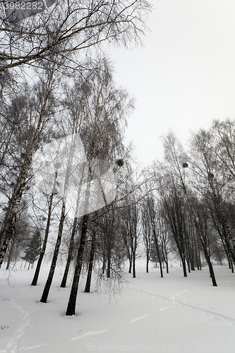 Image of treetops  winter season