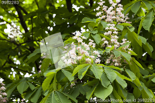 Image of blooming chestnut, spring  