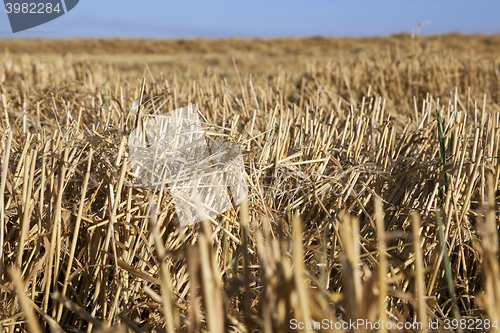 Image of Field of cereal in the summer  