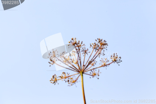 Image of mature dill close up  