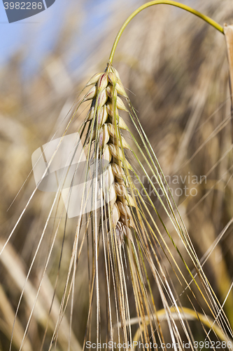Image of ripe yellow cereals  