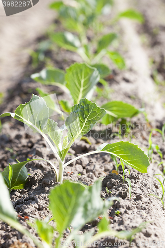 Image of green cabbage in a field 
