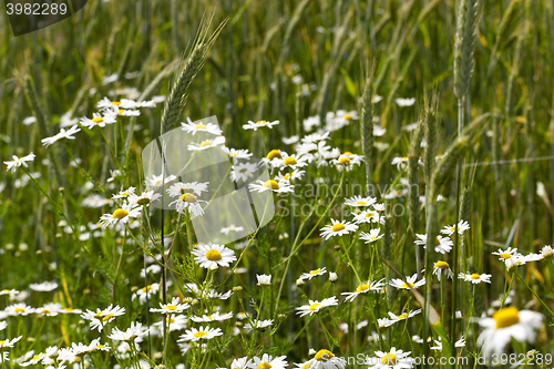 Image of white daisy  flowers.