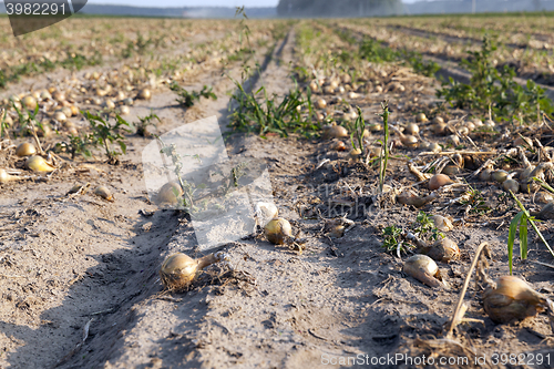 Image of Harvesting onion field 