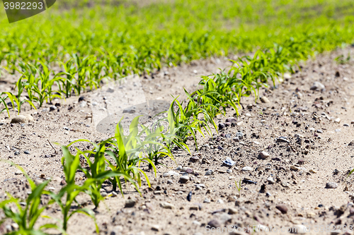 Image of corn field. close-up  