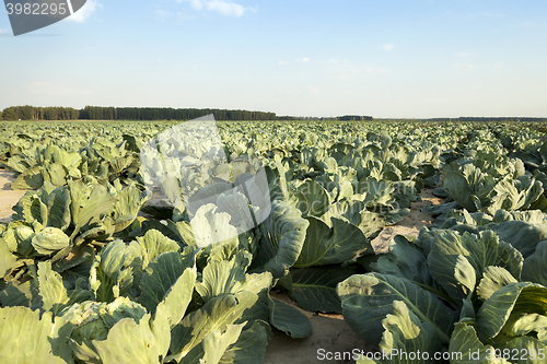 Image of Green cabbage in a field  