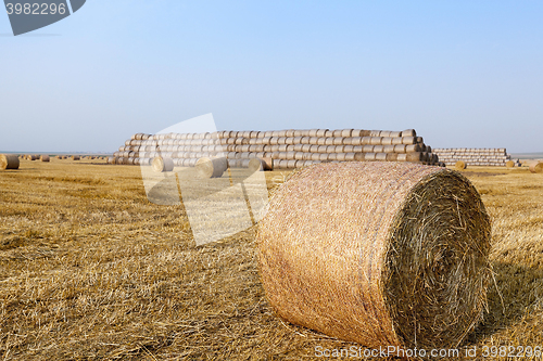 Image of haystacks in a field of straw  