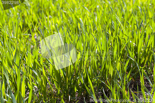 Image of green field with cereal  