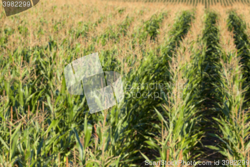 Image of Field with corn  